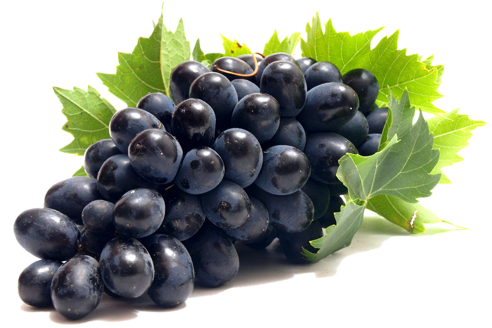 common-grape-vine-clip-art-grape-png-transparent-images-791a045d4eb7e046b83130bf8ddd623d common-grape-vine-clip-art-grape-png-transparent-images-791a045d4eb7e046b83130bf8ddd623d